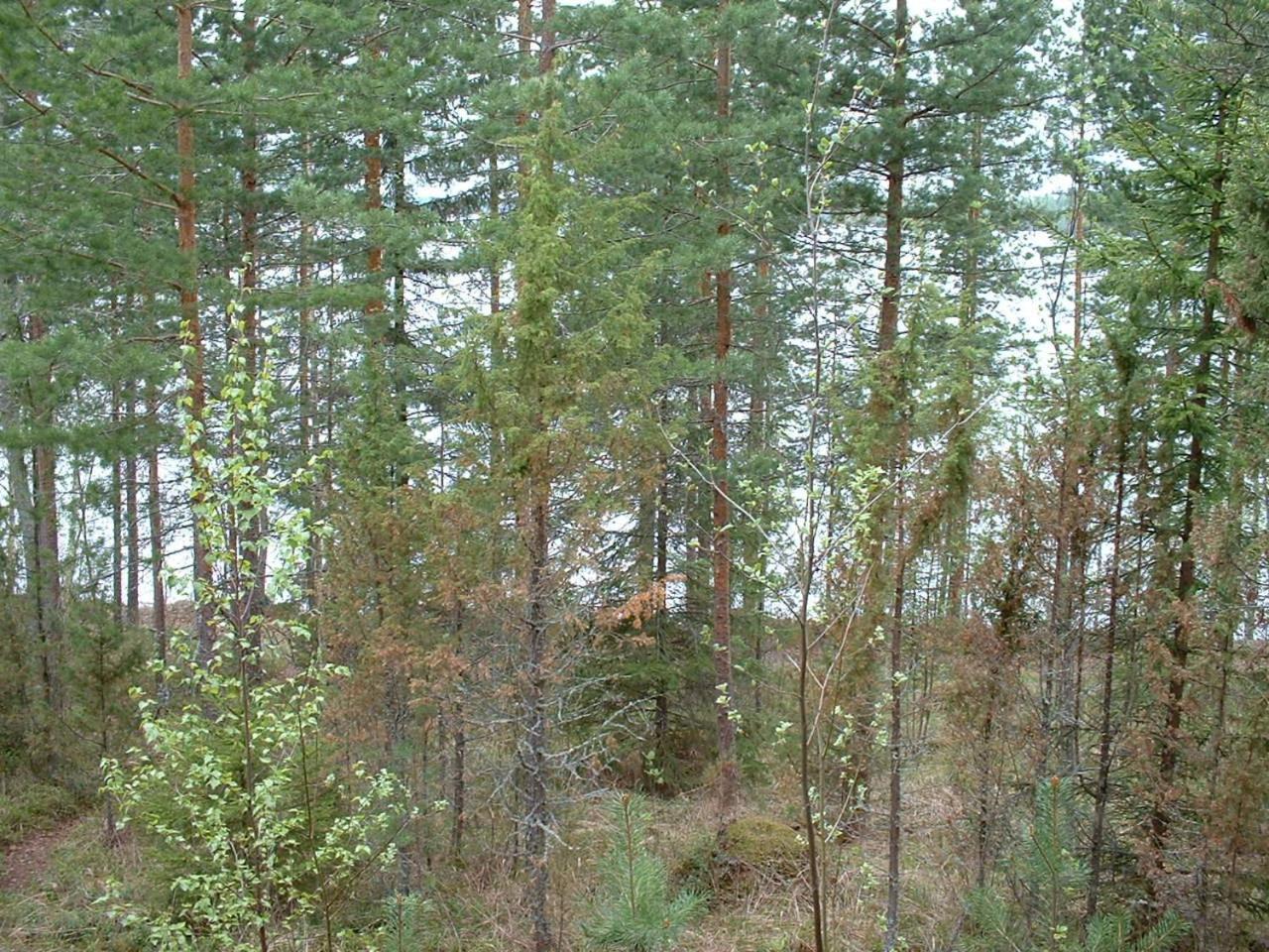Pitkaeniemen Lomamoekit Villa Joutsa Buitenkant foto